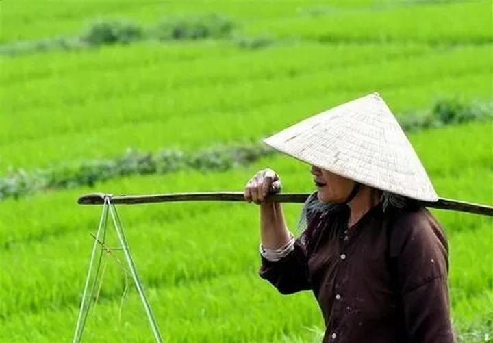 Xu hướng Người xưa dặn trồng chuối sau: Hotspot Matrix tiết lộ bí quyết video viral